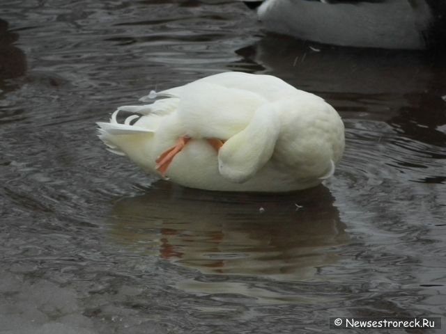 В Сестрорецке появилась утка-альбинос