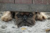 В Сестрорецке штрафуют нерадивых владельцев собак
