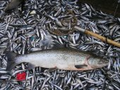 Финский залив теряет рыбу и берега