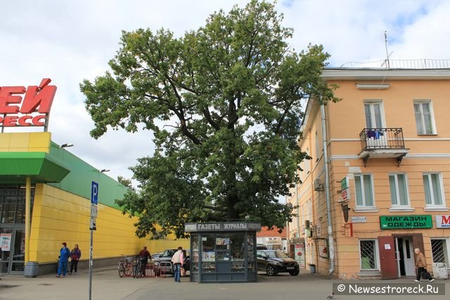 Многолетний дуб – символ Сестрорецка - спасли местные жители