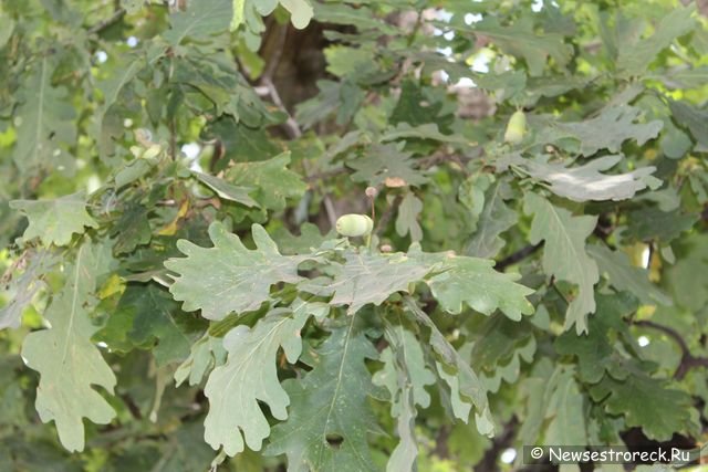 Многолетний дуб – символ Сестрорецка - спасли местные жители