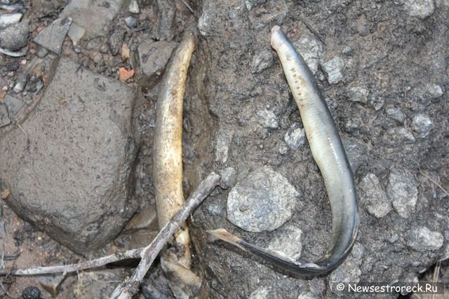Сестрорецкие браконьеры захватили водосливной канал "Шипучка"