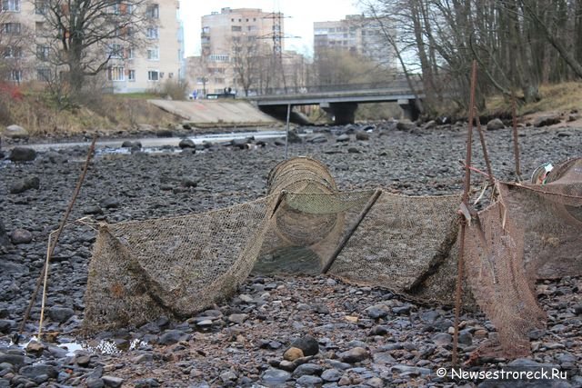 Сестрорецкие браконьеры захватили водосливной канал "Шипучка"