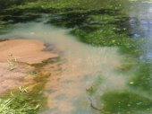 ООО «Сертоловский водоканал» сливал нечистоты в озеро Разлив