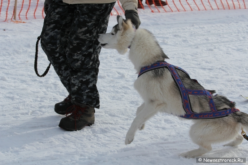 Праздник ездового спорта в Сестрорецке