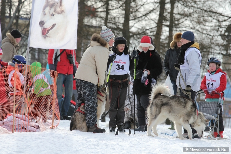 Праздник ездового спорта в Сестрорецке