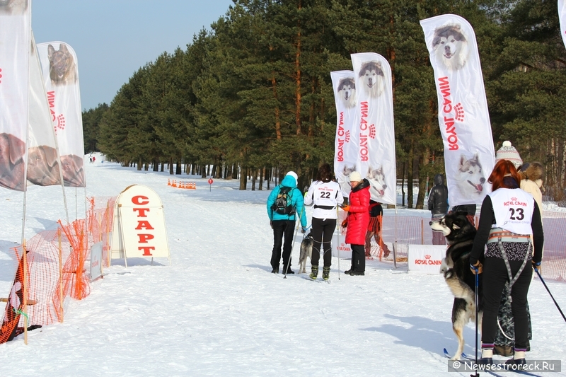 Праздник ездового спорта в Сестрорецке