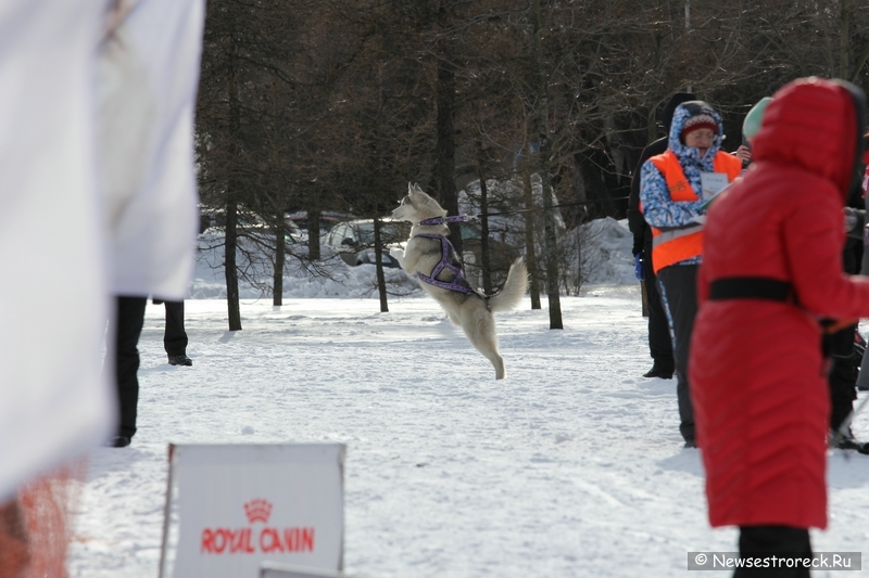 Праздник ездового спорта в Сестрорецке