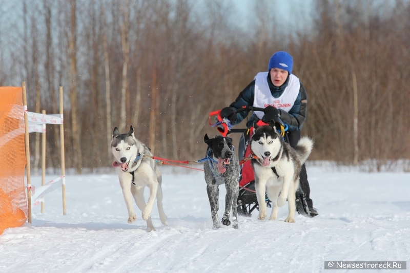 Праздник ездового спорта в Сестрорецке