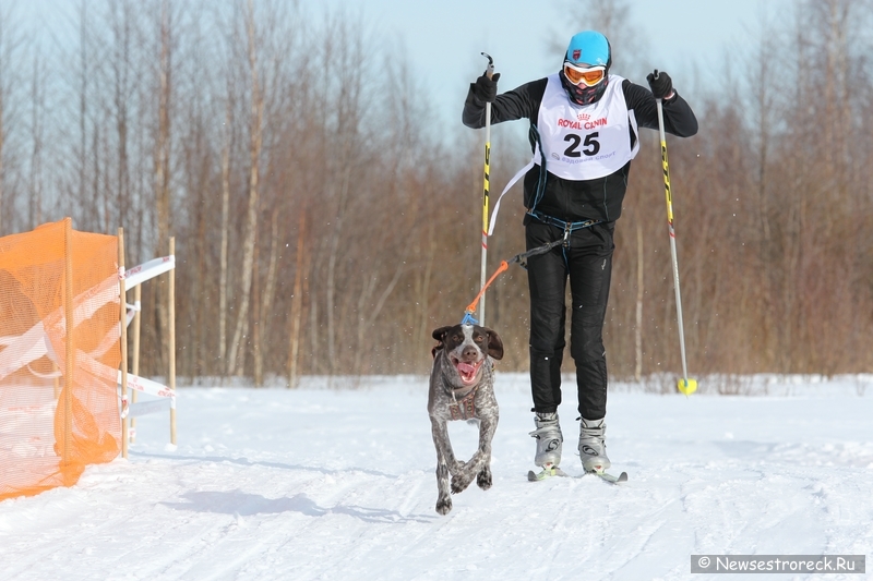 Праздник ездового спорта в Сестрорецке