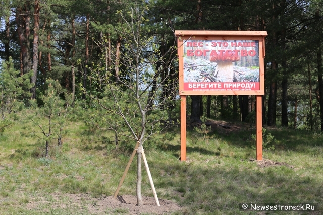 30 дубов в честь 300-летия Сестрорецка