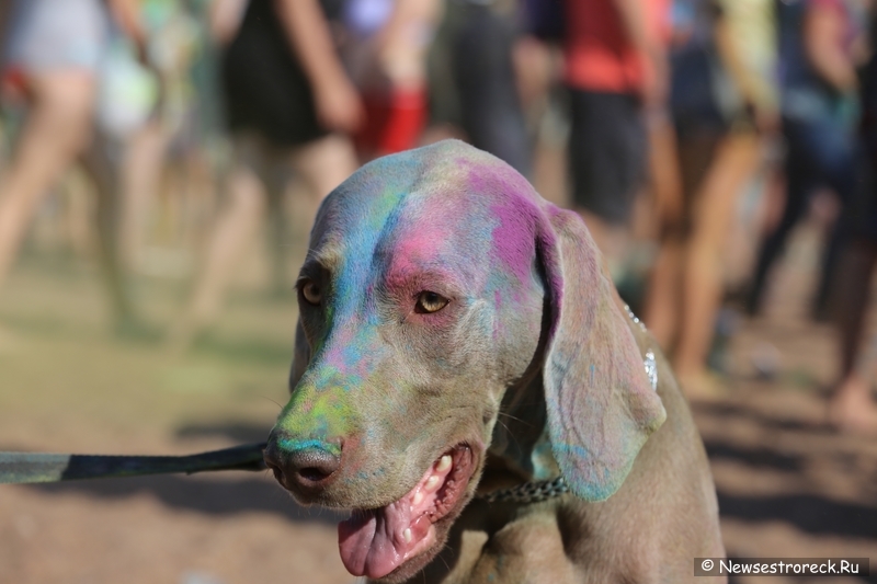 THE COLOR PARTY 2014 в Сестрорецке THE COLOR PARTY 2014 в Сестрорецке