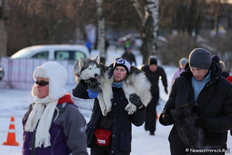 В Сестрорецке состоялся турнир по волейболу на снегу «Snow Volley Christmas-2015»