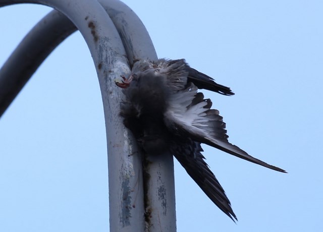 В Сестрорецке фонарь-убийца поймал голубя