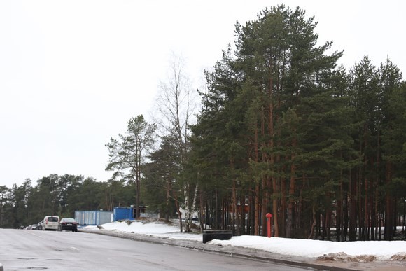 Лес на Пограничников в Сестрорецке вырубят под медцентр завода «Икапласт»