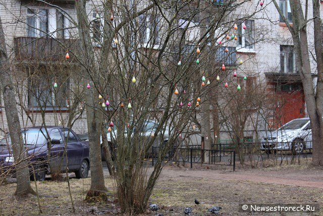 Во дворе дома 292 по Приморскому шоссе нарядили пасхальное дерево