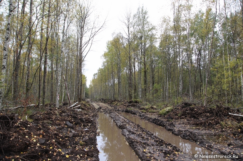 Под Белоостровом ведется безжалостная вырубка леса