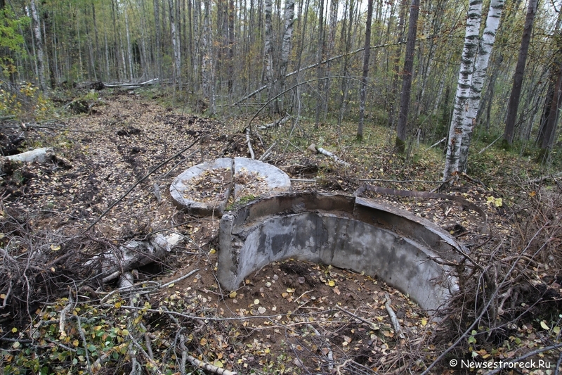 Под Белоостровом ведется безжалостная вырубка леса