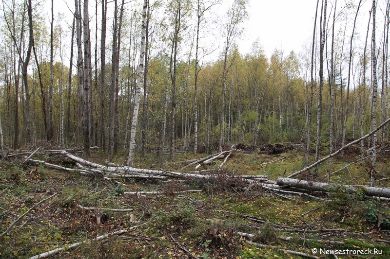 Под Белоостровом ведется безжалостная вырубка леса