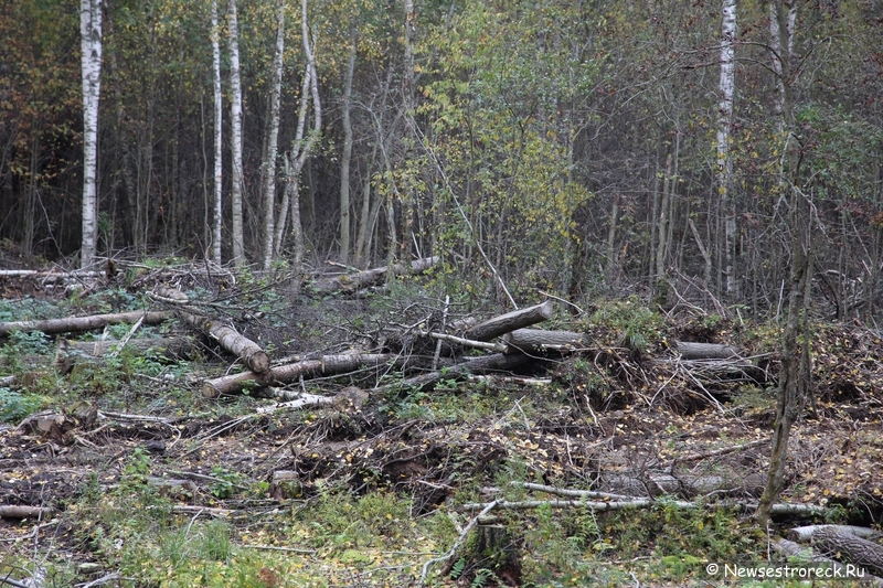 Под Белоостровом ведется безжалостная вырубка леса