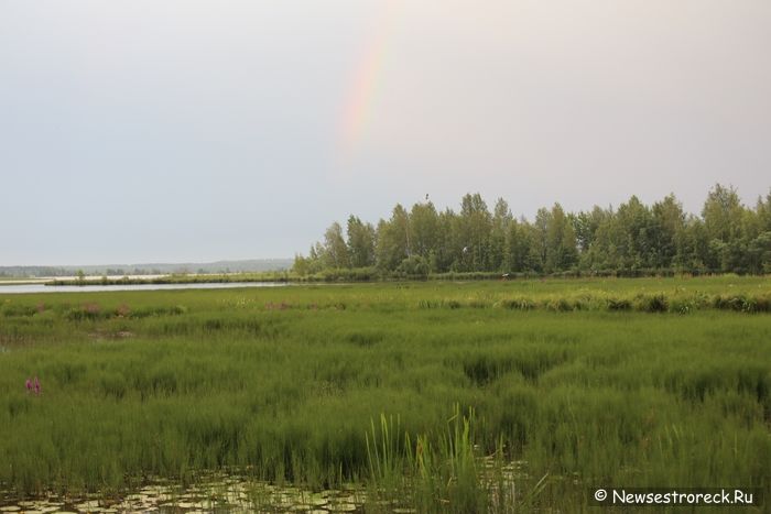 Озеро "Сестрорецкий разлив" сильно загрязнено, а рыба отравлена токсинами