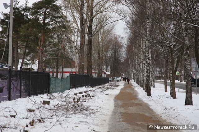 В Сестрорецке у школы 434 спилили 40 деревьев В Сестрорецке у школы 434 спилили 40 деревьев