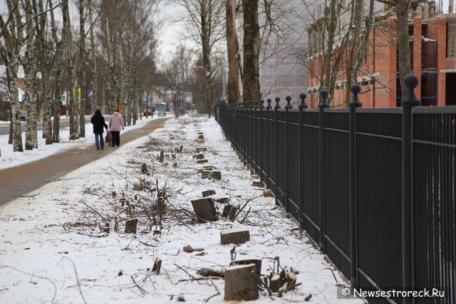 В Сестрорецке у школы 434 спилили 40 деревьев
