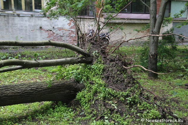 У дома 286 по Приморскому шоссе упало дерево
