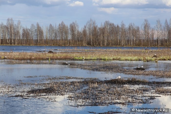 Сестрорецкий Разлив готовится к генеральной уборке