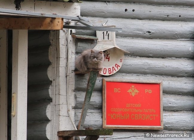 Детский лагерь построят в Сестрорецке на месте заброшенных исторических дач