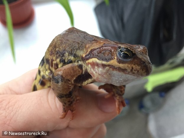 В Сестрорецке будут спасать серых жаб