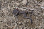 В заказнике "Сестрорецкое болото" спасают серых жаб