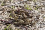 В заказнике "Сестрорецкое болото" спасают серых жаб