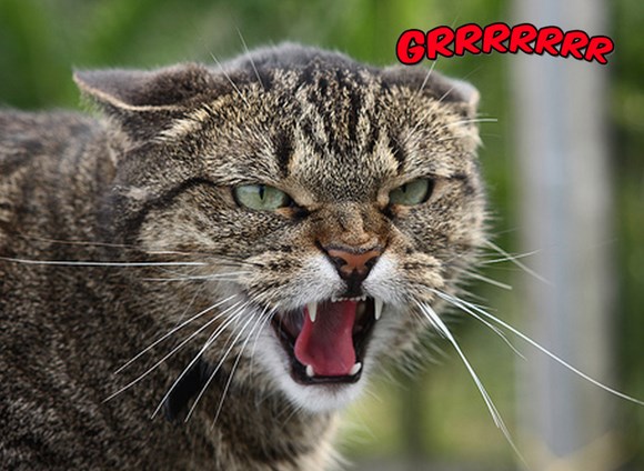 В интернете обсуждают кота, который взорвал гранату