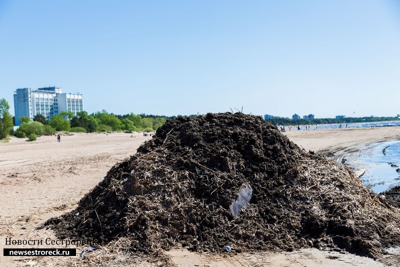 С пляжей Курортного района вывезли 1850 кубометров мусора