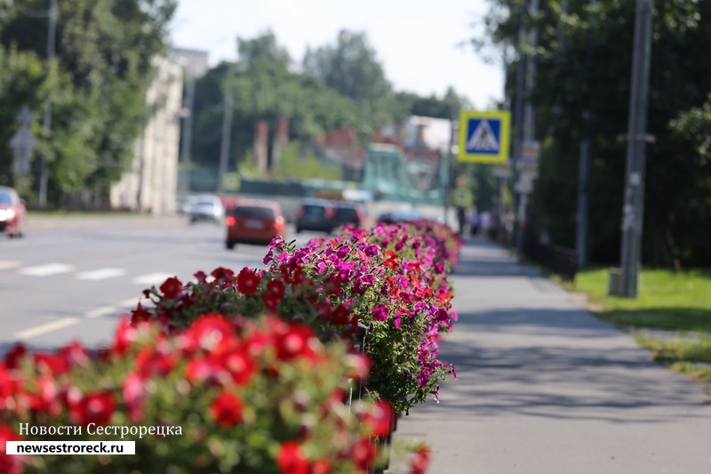 Школьникам в Сестрорецке забыли рассказать об опасностях садоводства