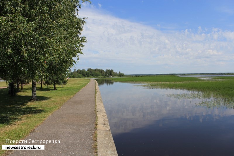 В Сестрорецке на болоте нашли труп