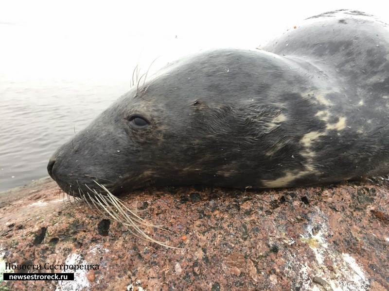 На берег Финского залива штормом выбросило погибших тюленей