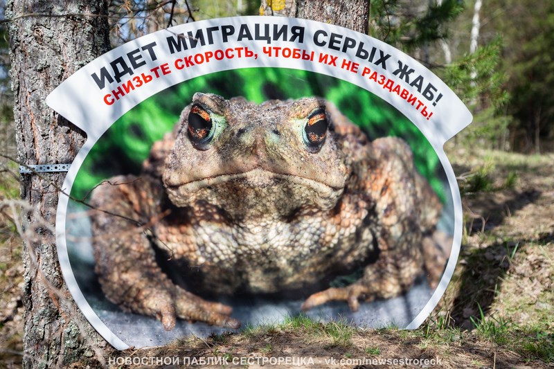 В Сестрорецке установили сетки для безопасности мигрирующих жаб