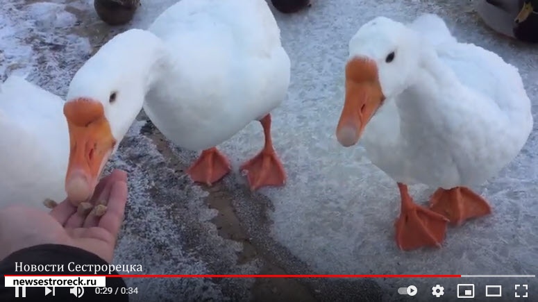 Сестрорецкие гуси