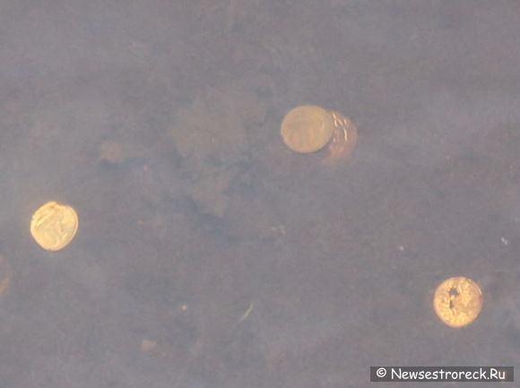 Монеты в воде - новая достопримечательность?
