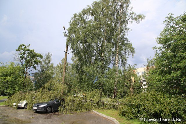 На ул.Токарева упавшее дерево придавило две машины