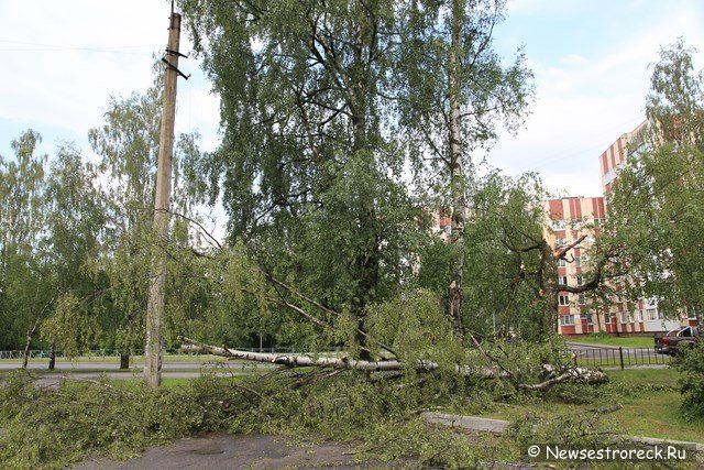 На ул.Токарева упавшее дерево придавило две машины
