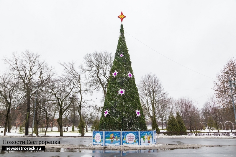 Сестрорецкую елку назвали одной из роскошных в Петербурге